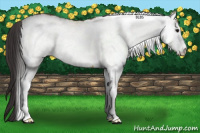 Horse Color:White Spotted Buckskin