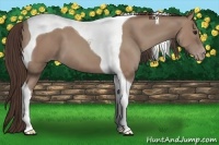 Horse Color:Classic Champagne Tobiano