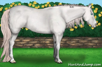 Horse Color:Perlino Appaloosa 