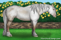 Horse Color:Gray Classic Champagne Dun 