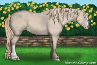 Horse Color:Smoky Creme Appaloosa 