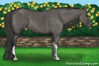 Horse Color:Grullo Appaloosa 