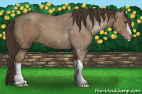 Horse Color:Classic Champagne 