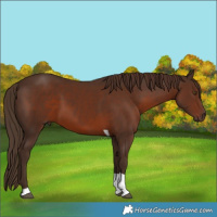 Horse Color:Liver Chestnut Tobiano 
