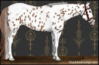 Horse Color:Chestnut Tobiano Near Leopard 