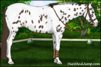 Horse Color:Liver Chestnut Sabino Tobiano Near Leopard 