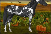 Horse Color:White Spotted Black 