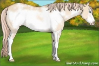 Horse Color:White Spotted Gold Cream Champagne Dun Sabino Frame Rabicano