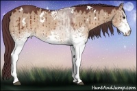 Horse Color:White Spotted Chocolate Brown Dun Rabicano 