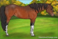 Horse Color:Brown Appaloosa  and Brown Appaloosa 