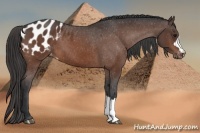 Horse Color:Brown Appaloosa