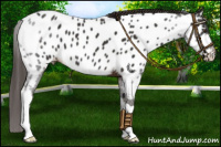 Horse Color:Liver Chestnut Near Leopard 