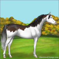 Horse Color:Brown Splash