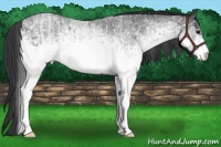 Horse Color:White Spotted Blue Roan Rabicano  and White Spotted Blue Roan Rabicano 
