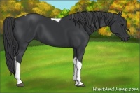 Horse Color:Black Tobiano 