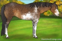 Horse Color:Buckskin Sabino 