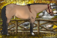 Horse Color:Bay Dun