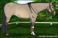 Horse Color:Brown Dun 