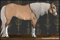 Horse Color:White Spotted Silver Bay Dun Rabicano 