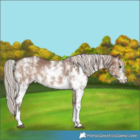 Horse Color:Chocolate Silver Brown Dun Sabino Rabicano