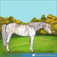 Horse Color:Chocolate Silver Brown Dun Sabino Rabicano 