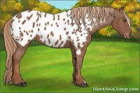 Horse Color:Chestnut Appaloosa 