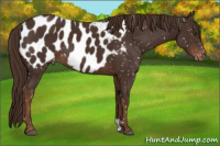 Horse Color:Liver Chestnut Blanket 