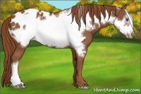 Horse Color:Chestnut Frame Appaloosa