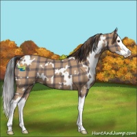 Horse Color:Plaid  White Spotted Bay Roan Splash 