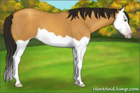 Horse Color:Gray Amber Cream Champagne Splash 
