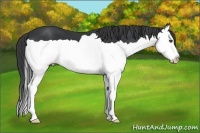 Horse Color:Black Splash