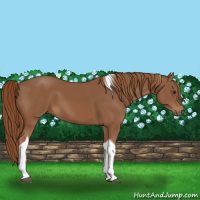Horse Color:Chestnut Tobiano