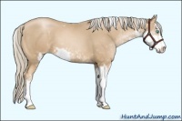 Horse Color:Chocolate Palomino Pearl Sabino 