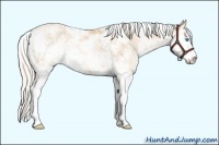 Horse Color:Palomino Pearl Sabino Rabicano