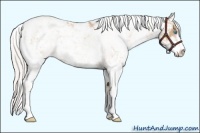 Horse Color:Silver Smoky Black Pearl Sabino Rabicano