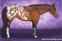 Horse Color:Brown Appaloosa  and Brown Appaloosa 