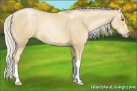 Horse Color:Gray Silver Buckskin Chinchilla Pearl