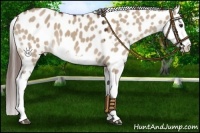 Horse Color:Liver Red Dun Splash Appaloosa
