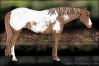 Horse Color:Chestnut Appaloosa 