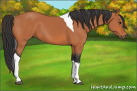 Horse Color:Bay Tobiano 