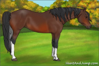 Horse Color:Bay Tobiano 