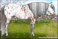 Horse Color:Brown Appaloosa  and Brown Splash Appaloosa 