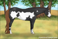 Horse Color:Gray Liver Chestnut Frame 