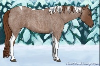 Horse Color:Red Roan Tobiano 