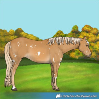 Horse Color:White Spotted Palomino 