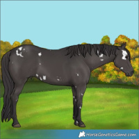 Horse Color:White Spotted Smoky Black Rabicano 