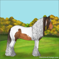 Horse Color:Buckskin Tobiano Appaloosa 