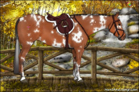 Horse Color:White Spotted Bay Sabino