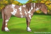 Horse Color:White Spotted Red Roan 