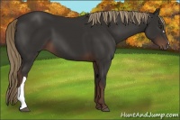 Horse Color:Liver Chestnut 
